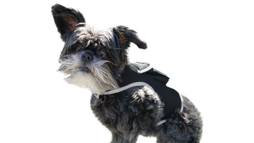 Mini Waterproof Dust Resistant GPS Tracker Pets Collar Location Finder Size:L