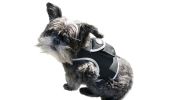 NEW GPS GSM Pet Tracker Rechargeable Water Resistant Tracking Device Size:L