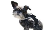 Mini Pet Spotter Waterproof Rechargeable GSM GPS Dog Collars Tracker Size:L