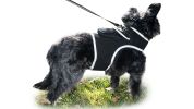 Mini Waterproof Reliable GSM GPS Tracker USB Rechargeable Pet Tracking Size:L