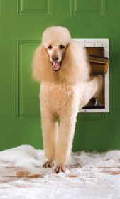 Petsafe Extreme Weather Pet Door - Large