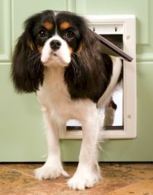 Petsafe Plastic Dog Door - Small - Ppa00-10958