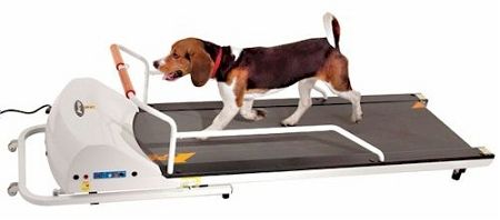 Petrun Pr720F Dog Treadmill